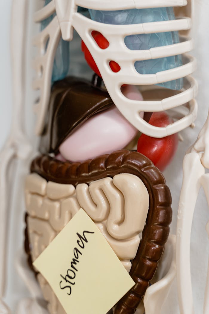 Close-up view of anatomy model showing stomach marked with a sticky note, ideal for educational use.